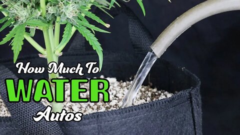 TUTORIAL: How Much To Water Autos (Water When Dry Method)