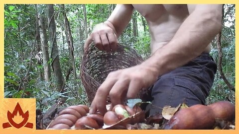 Primitive Technology- Making poisonous Black bean safe to eat (Moreton Bay Chestnut)