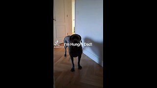 Give me food Dad!