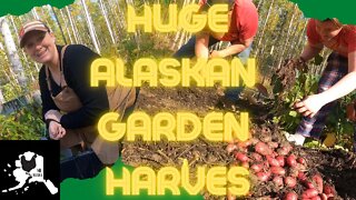 Harvesting our First Alaskan Garden | Pulling Potatoes and Tomatoes | garden without a greenhouse