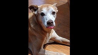 How I Cured My Dog From Cancer Part 1