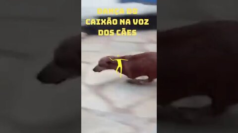 CÃO CANTANDO A MELODIA DO CAIXÃO😄