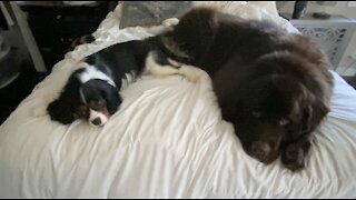 Newfie And Cavalier Nearly Take Up The Entire Bed