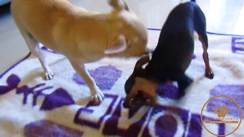 Cute Puppy Playfight