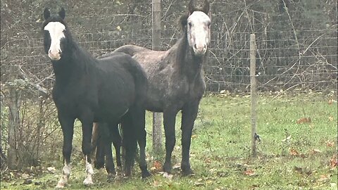 SURPRISE! 2 New Unhandled “Wild” Horses in For Training