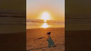 The Happiest Pup you ever did see❤️🐶 #beachdog #cavalierkingcharlesspaniel #doglover #dogmom