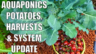 Aquaponics Potatoes, Harvests & Spring Update