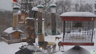 PA Bird Feeder Camera 1 Five Deer visit 2020 12 01 11 58 04 186