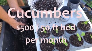 The Best Way to Grow Cucumbers