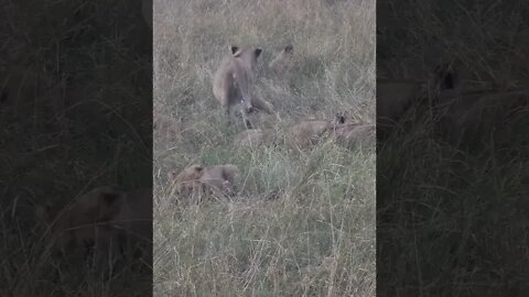 Wildlife Sightings Today 26/08/22 (Lions, Leopard, etc) | Lalashe Maasai Mara | #shorts