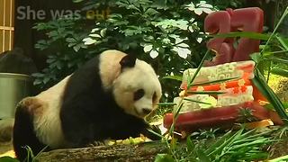 Oldest panda in captivity passes away