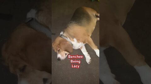 Banchee the Beagle is the Laziest Dog