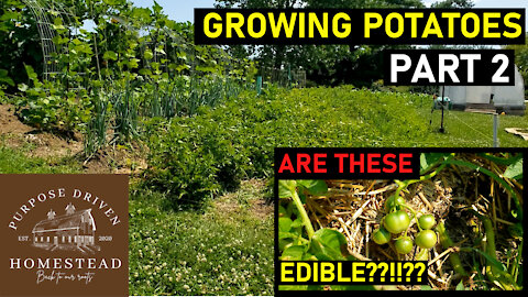 Easy No Dig Potatoes 🥔🥔 (Part 2) - Potato Fruits???