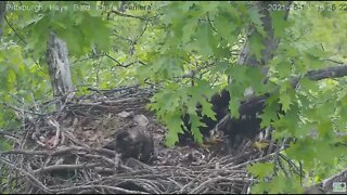 Hays Eaglet H13 climbs the branch rail ......Not quite branching 2021 05 13 16:24