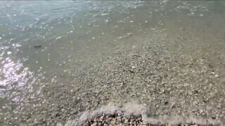 Red Tide Blooms in SWFL