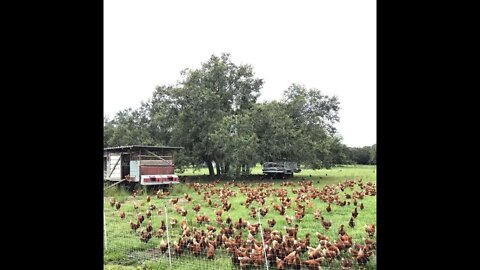 Poulailler Mobile en Agroforesterie