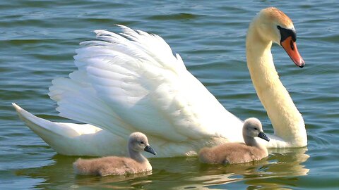 Single Mute Swan with Two Cygnets