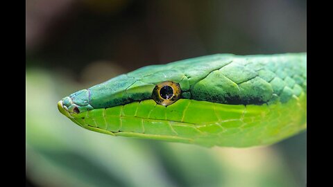 World's Biggest Python Snake Giant Anaconda Found in Amazon River Wild Animals Attacks