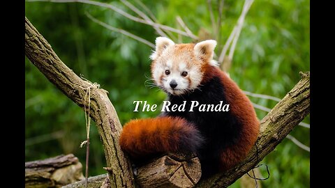 The Red Panda