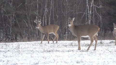 Grunt, Rattle and Rut | Deer & Deer Hunting TV