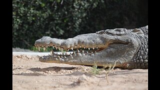 Crocodile death roll