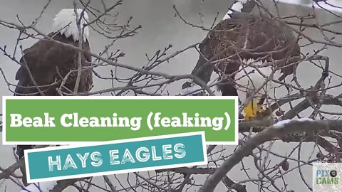 Hays Eagles Mom cleans/sharpens her beak on the nest branch (feaking) 2022 01 17 16:04