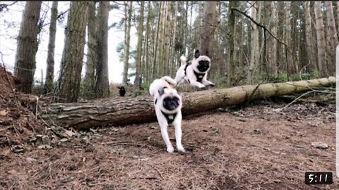 Naughty Puggers Chasing through the Forest