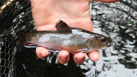 TECHNIQUES To CATCH Small Creek BROOK TROUT | Northern Ontario