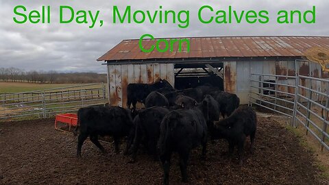 Sell Day, Moving Calves, and Corn