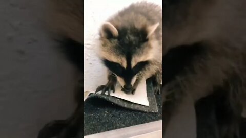 #shorts Смешные Еноты Из Тик Ток 70 Funny Tik Tok Raccoons