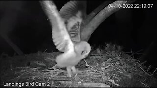 Mom Returns With Dinner-Cam Two 🦉 4/10/22 22:18