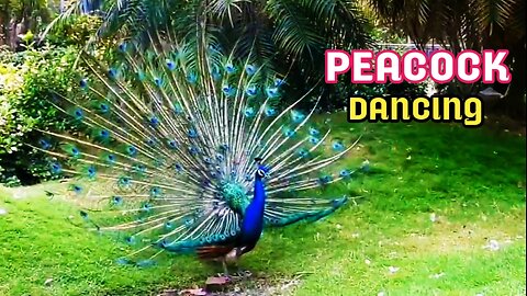 Peacock Dancing| Amazing Peacock Dance Video|