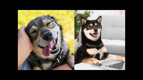 Super Funny Dog Videos [2021]/Animal Amaze Videos