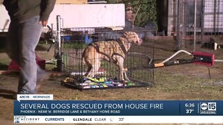 Animal rescue in need of help after overnight fire