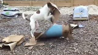 Puppy Loves Playing With Blue Walmart Box