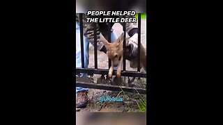 Animals asking Humans for Help. Some of the Most Amazing Animals Rescues Ever. #Animals