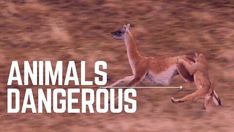 Very dangerous scene || animal geography || Best moments