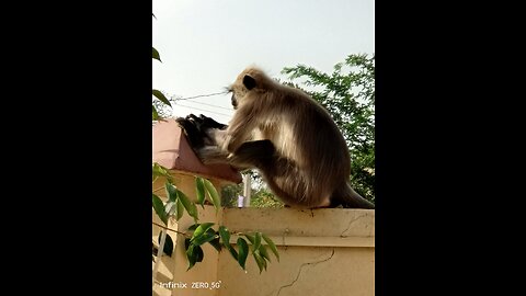 Monkey's Jump 😱😱😱😱😱😱 #monkey #animals