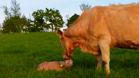 Loving moment between cow and newborn calf will melt your heart