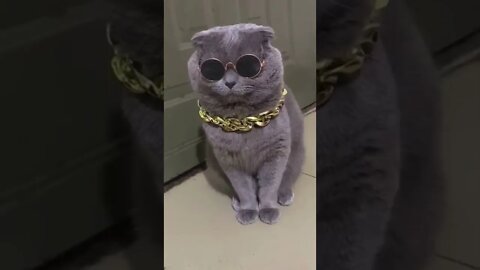 so funny cat 🤩