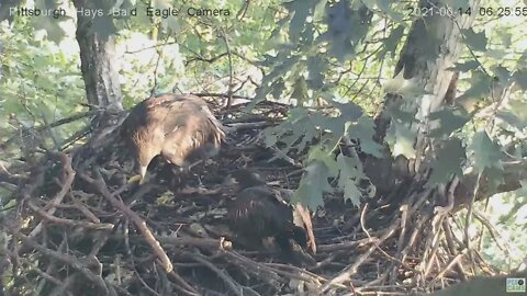 Hays Eagles juveniles stick fixing and feather picking 2021 0614 6:24AM