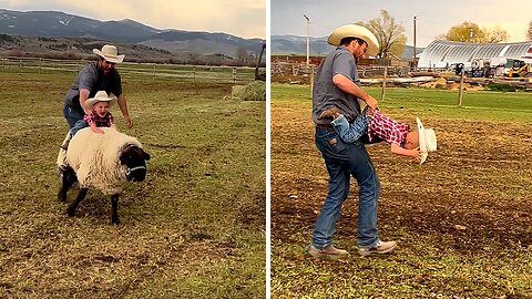 Little Boy Has A Hilarious Sheep-riding Adventure With Dad