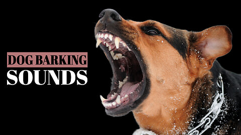 Dog Barking Sounds (See How Your Dog REACTS)