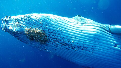 Humpback Whale Closely Approaches Swimmer For A Belly Rub