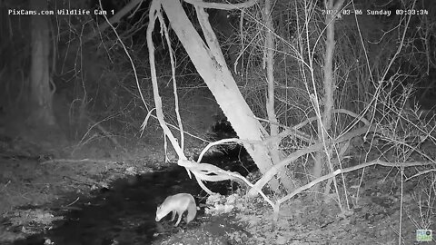 Red Fox gets a drink from stream