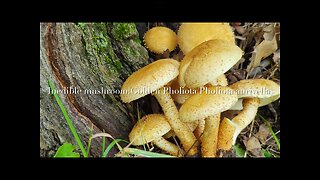 The Inedible Mushroom: Golden Pholiota (Pholiota aurivella) Not Honey Mushroom