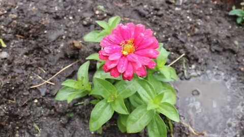 Plant with Me! (Planting Flowers in the Garden!)