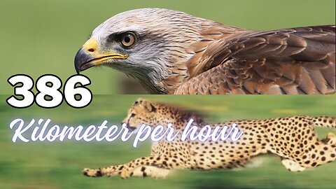 10 Fastest Animals on the Planet - Space for Nature - #naturelovers #animals #wildlifeeducation