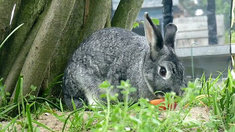 Rabbit love || animal love || cute rabbit || love animals ||😍😍