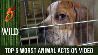 Top 5 Heartbreaking Animal Cruelty Caught On Video | 5 WILD